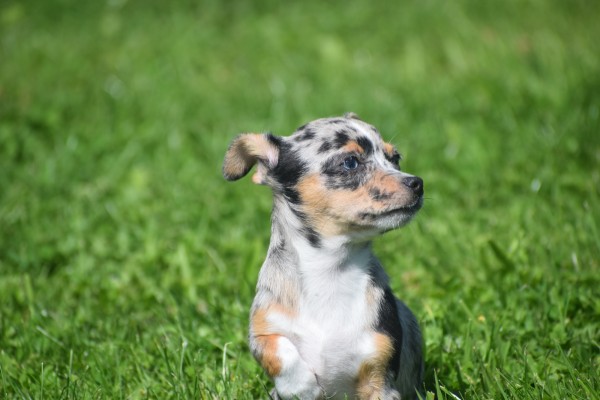 Chihuahua (reu) 74906