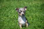 Chihuahua (reu) 74906