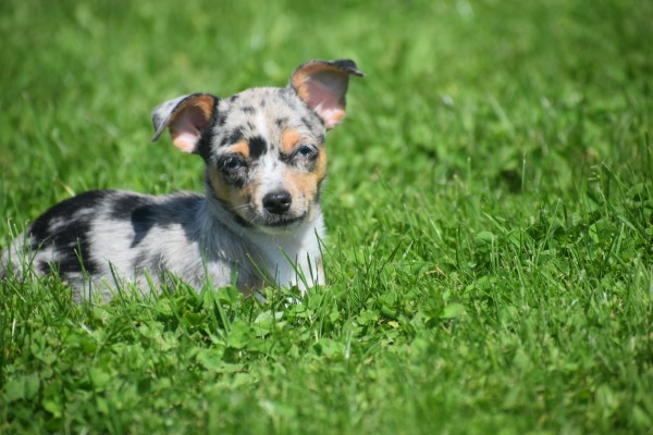 Chihuahua (reu) 74906