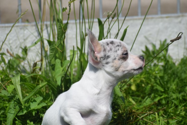 Chihuahua (reu) 79223
