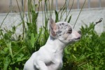 Chihuahua (reu) 79223