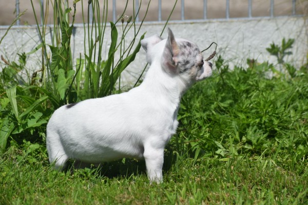 Chihuahua (reu) 79223
