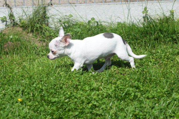 Chihuahua (reu) 79223