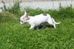 Chihuahua (reu) 79223