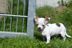 Chihuahua (reu) 79223