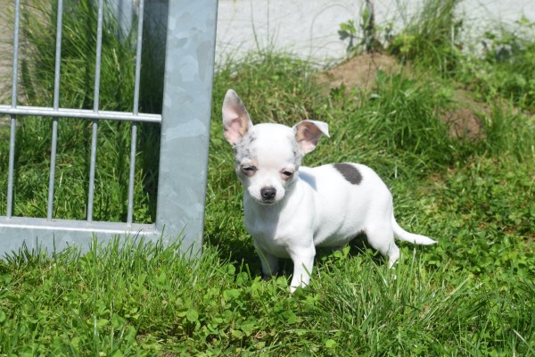 Chihuahua (reu) 79223