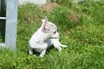 Chihuahua (reu) 79223