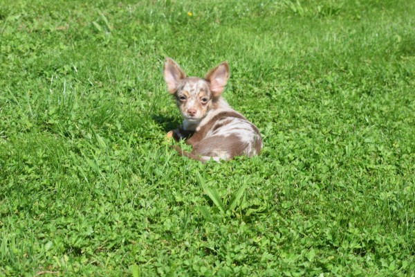 Chihuahua (reu) 74776