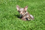 Chihuahua (reu) 74776