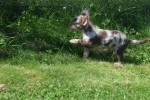 Chihuahua (reu) 74776