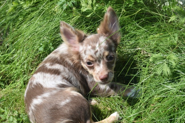 Chihuahua (reu) 74776