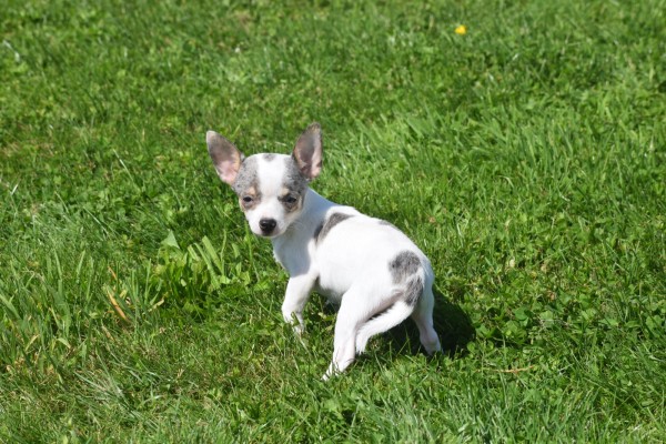 Chihuahua (teef) 79226