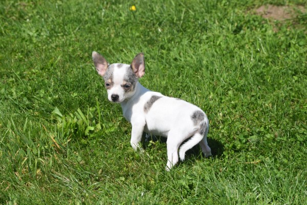 Chihuahua (teef) 79226