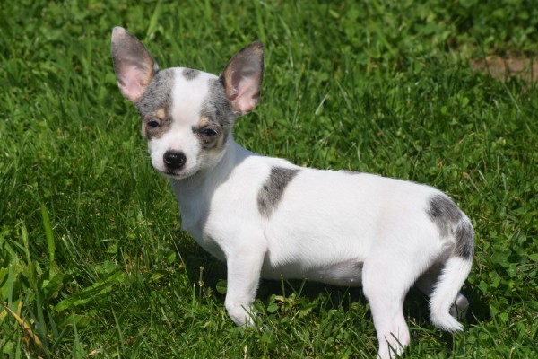 Chihuahua (teef) 79226