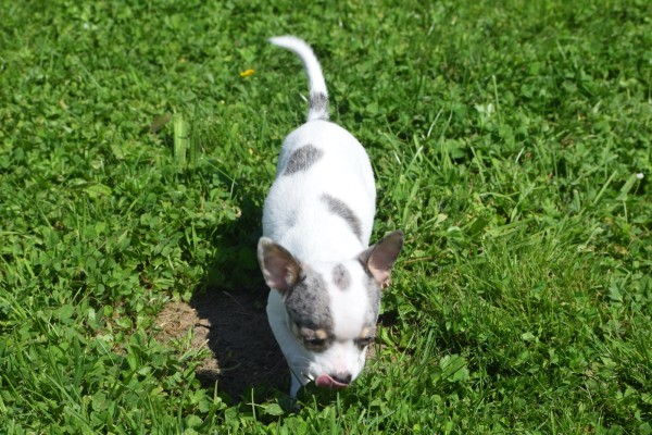 Chihuahua (teef) 79226