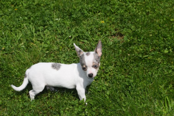Chihuahua (teef) 79226