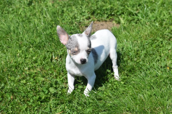 Chihuahua (teef) 79226