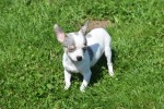 Chihuahua (teef) 79226