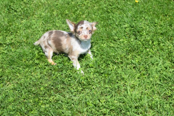 Chihuahua (reu) 74780