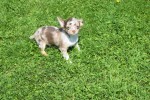 Chihuahua (reu) 74780