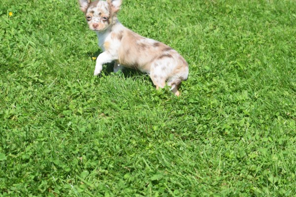 Chihuahua (reu) 74780