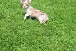 Chihuahua (reu) 74780