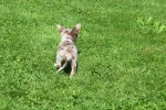 Chihuahua (reu) 74780