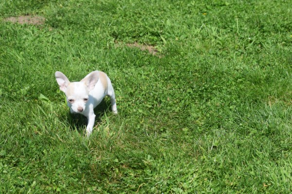 Chihuahua (reu) 74928