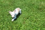 Chihuahua (reu) 74928
