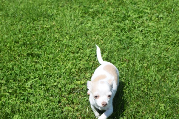Chihuahua (reu) 74928