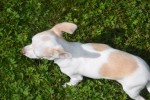 Chihuahua (reu) 74928