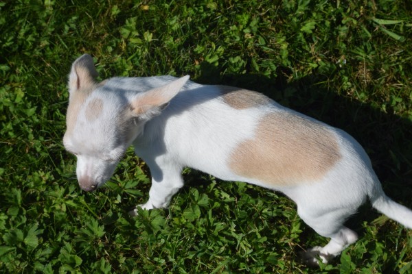 Chihuahua (reu) 74928