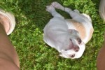 Chihuahua (reu) 74928