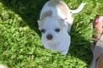 Chihuahua (reu) 74928