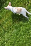Chihuahua (reu) 74928