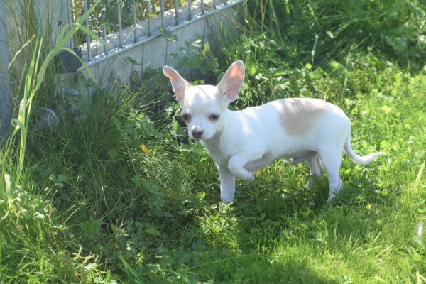 Chihuahua (reu) 74928