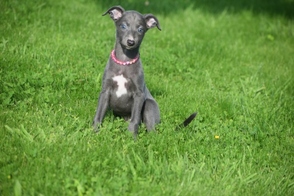 Whippet (teef) 29559