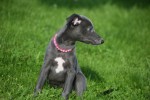 Whippet (teef) 29559