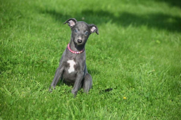 Whippet (teef) 29559
