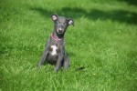 Whippet (teef) 29559