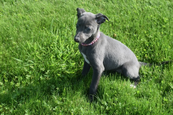 Whippet (teef) 29559