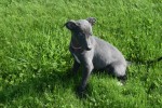 Whippet (teef) 29559