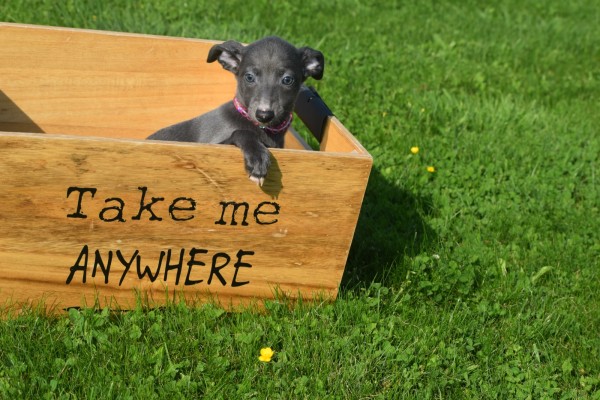 Whippet (teef) 29559