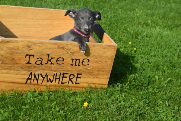 Whippet (teef) 29559