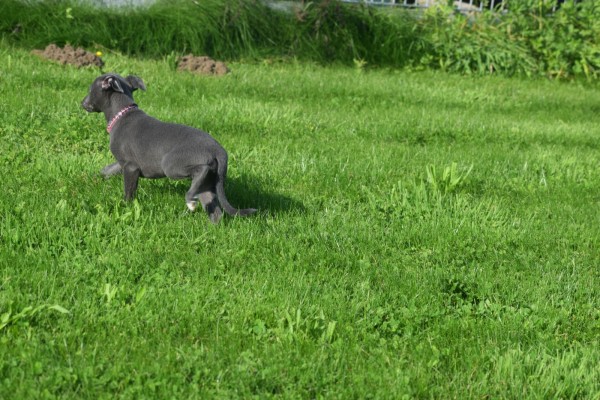 Whippet (teef) 29559