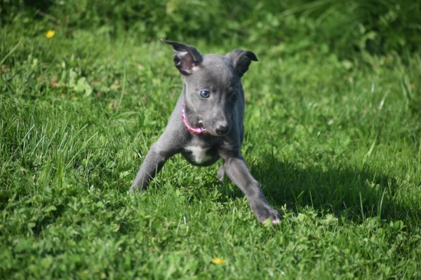 Whippet (teef) 29559