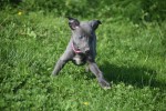 Whippet (teef) 29559