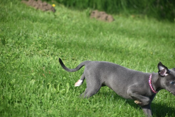 Whippet (teef) 29559