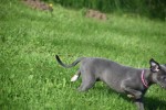Whippet (teef) 29559