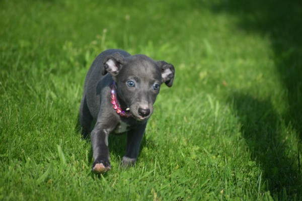 Whippet (teef) 29559